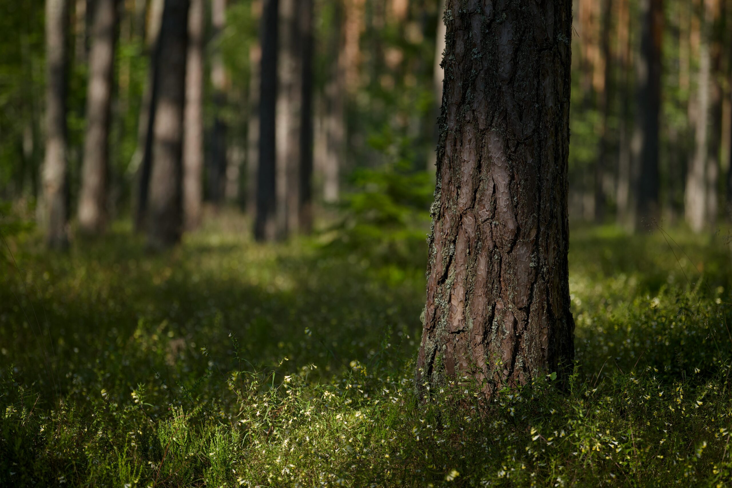 Pihkahännän leikki